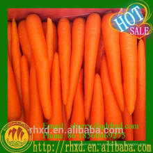 Zanahoria fresca china venta de zanahoria plástica